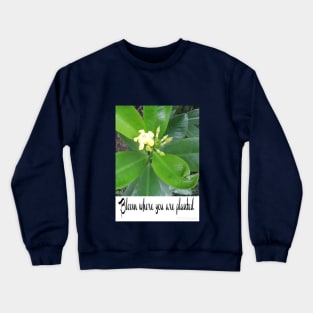 Bloom Where You Are Planted Crewneck Sweatshirt